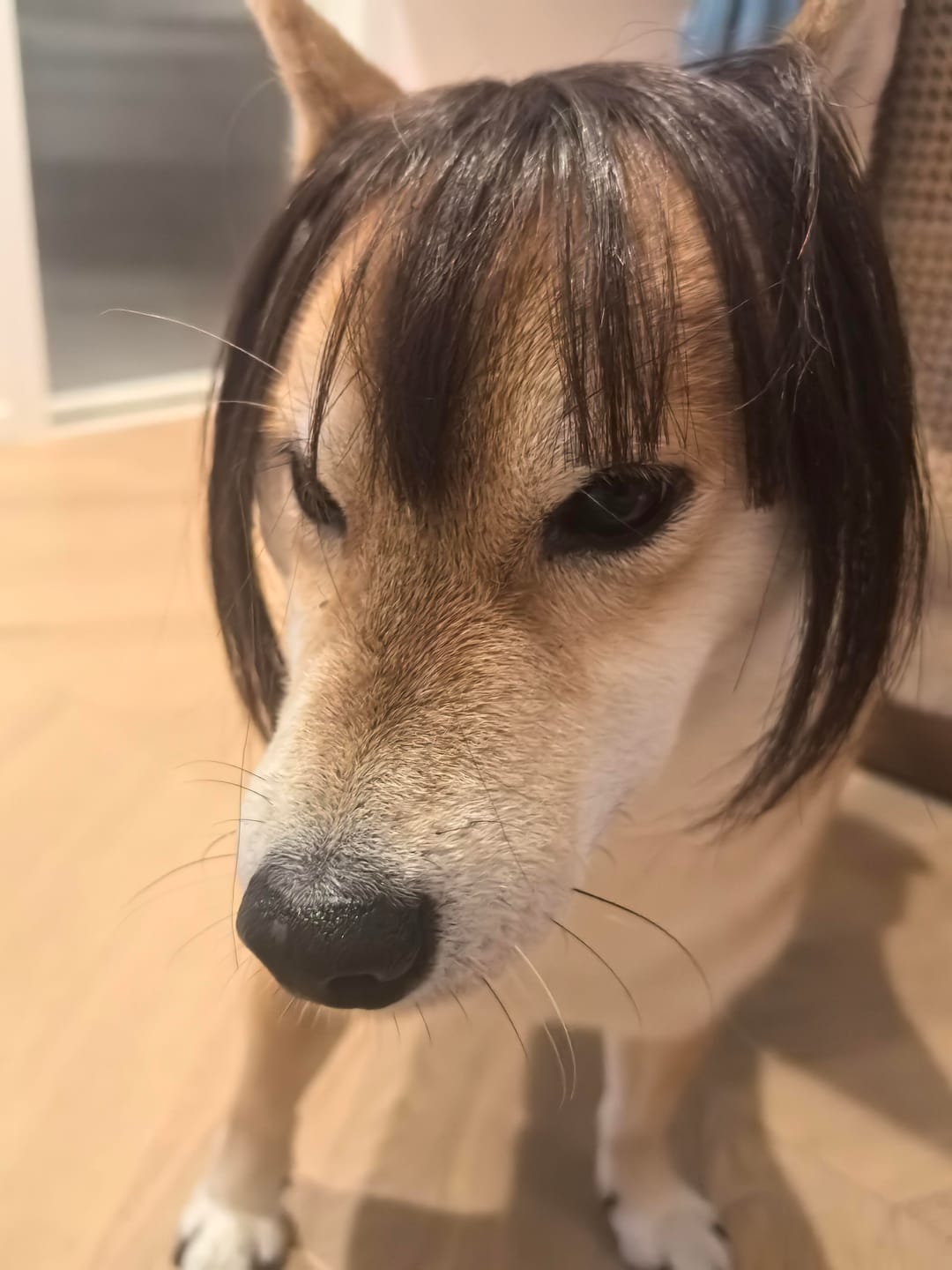 Customer photo review of Funny Pet Wig Costume Collection