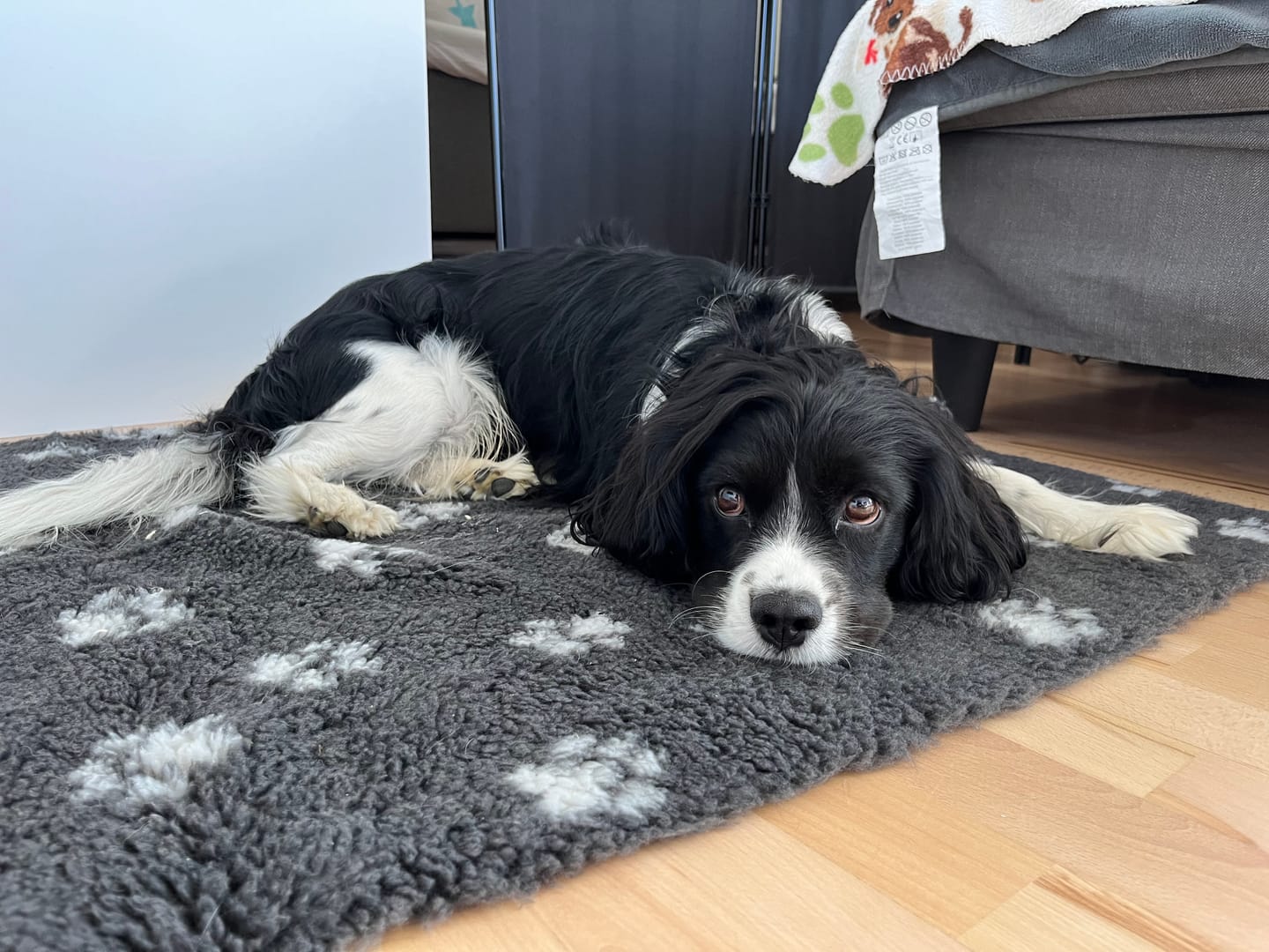 Customer photo review of Active Canis Vetbed, Grå m. Poter