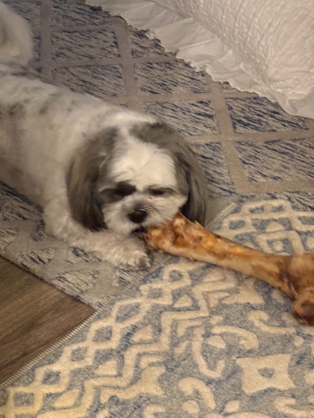 Customer photo review of Chewy Ostrich Knee Tendon: The Satisfying, Joint-Supporting Chew