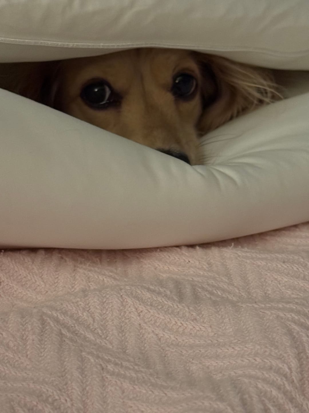 Customer photo review of MarshMellow Comforter