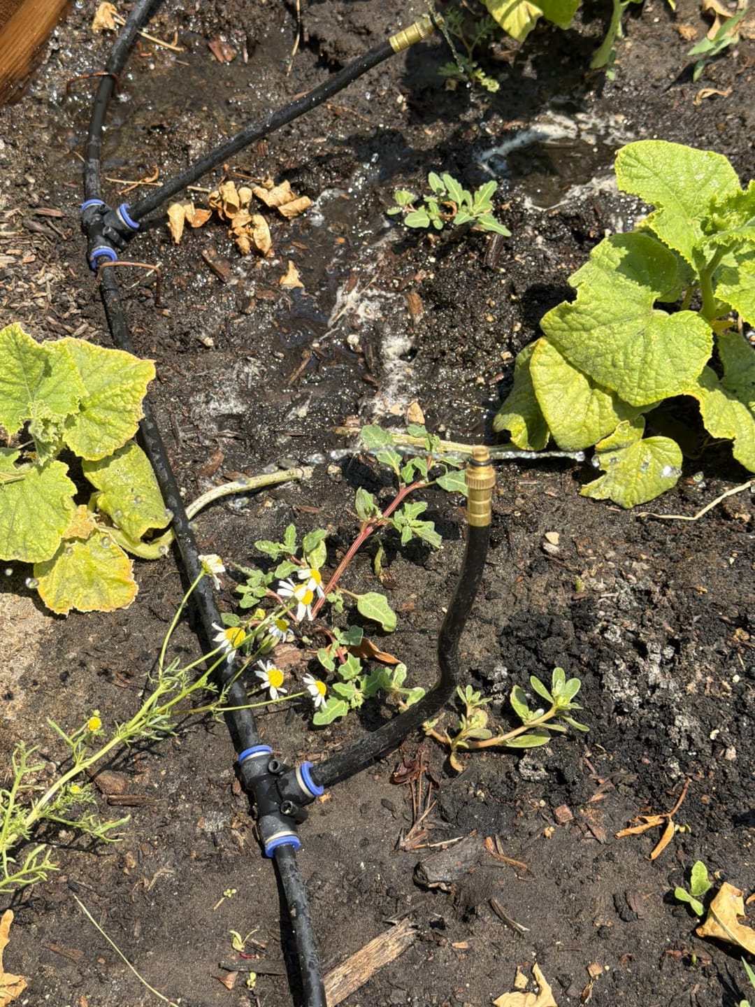 Customer photo review of HydraMist - 360 Flexible Garden Irrigation Kit