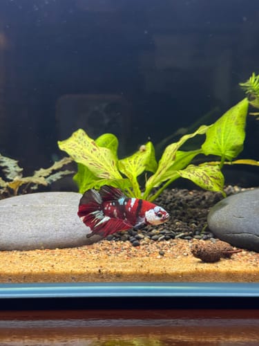 Customer's Koi Red Copper Plakat male betta fish swimming in an aquarium with pebbles and aquatic plants