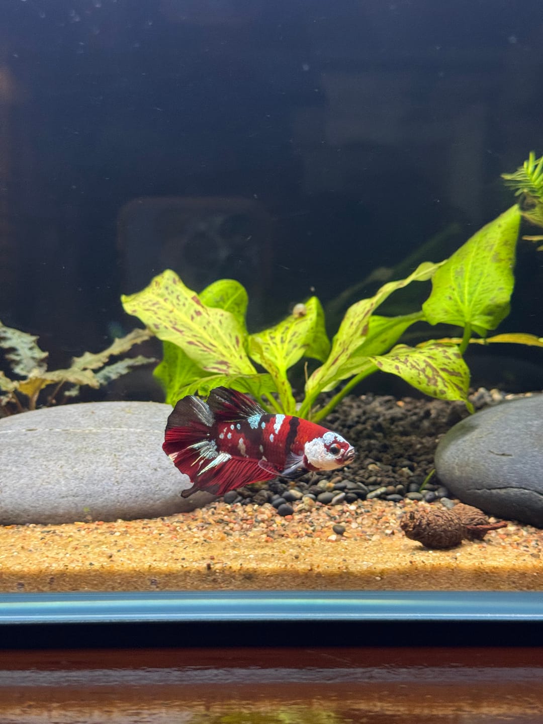 Customer photo review of Koi Red Copper Plakat Male Betta Fish | You Pick Fish