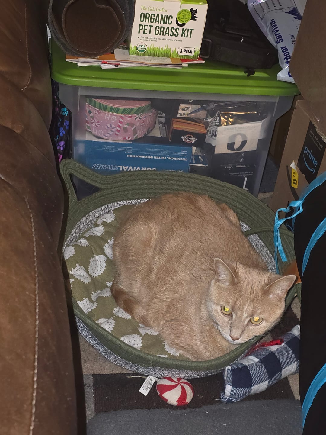 Customer photo review of Instinct Mat | The Scratching Mat Her Biology Actually Recognizes (NEW)