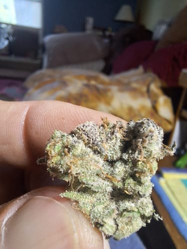 Wedding Cake Littles - Bulk Littles - Indica photo review
