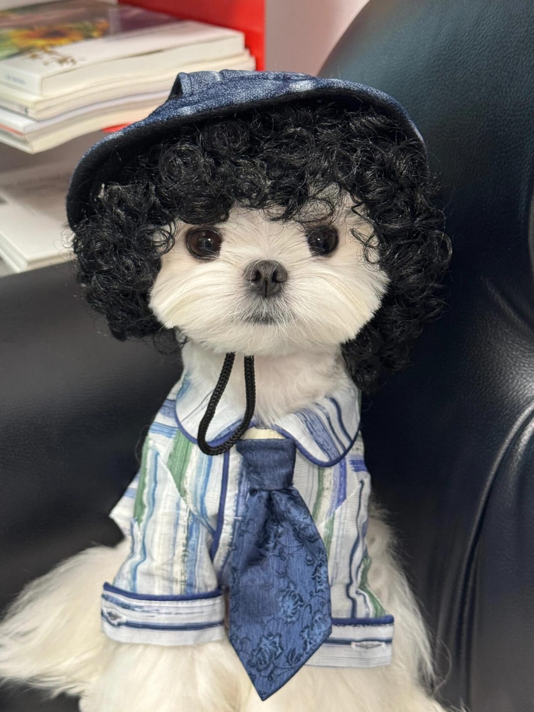 Customer photo review of Funny Pet Wig Costume Collection
