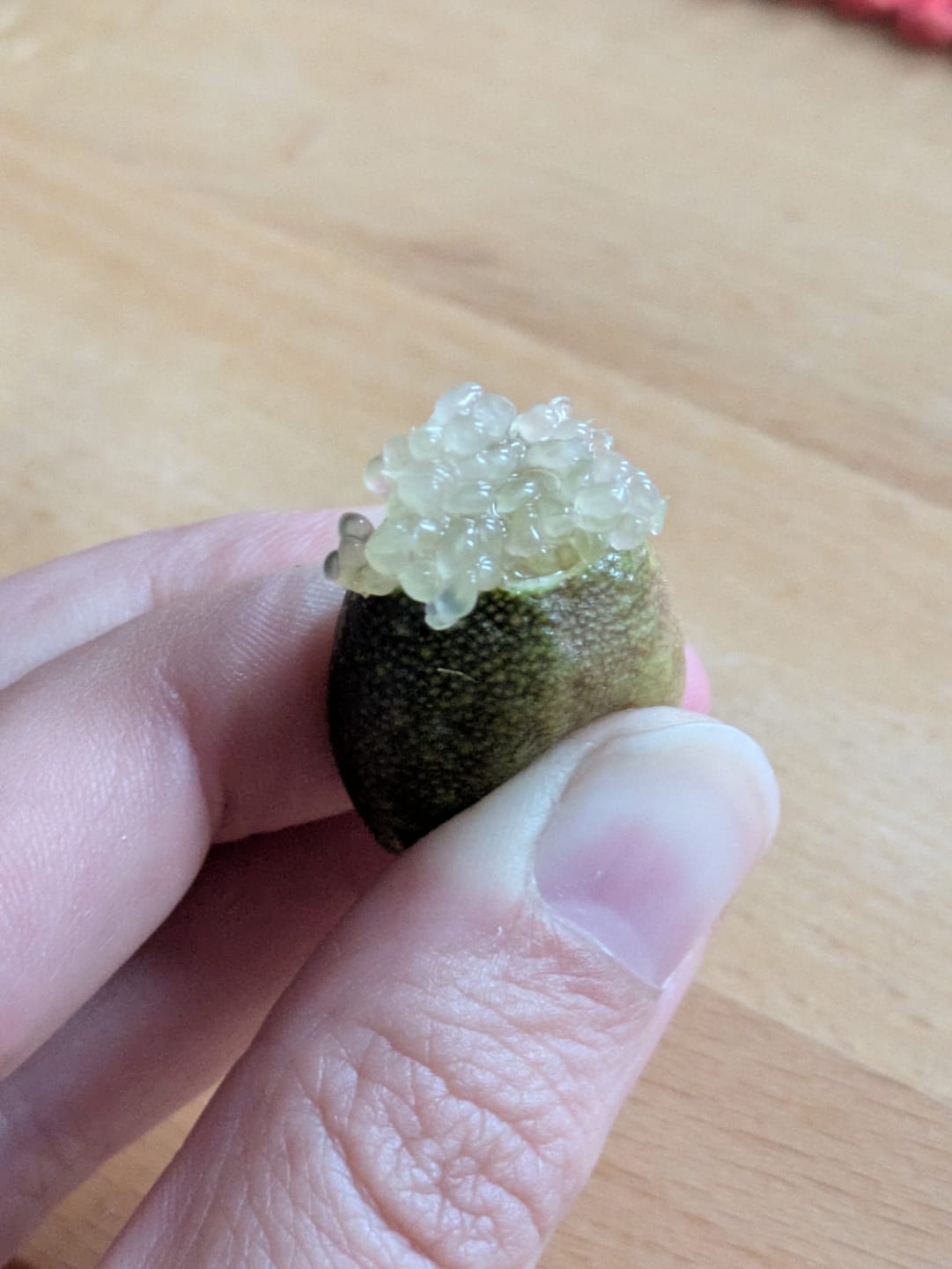 Customer photo review of Kaviarlimetten Bio aus Sizilien