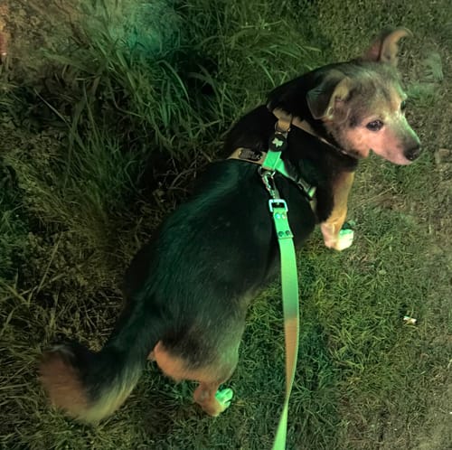 Customer photo review of Arnes H Antitirones Pets Club Confort