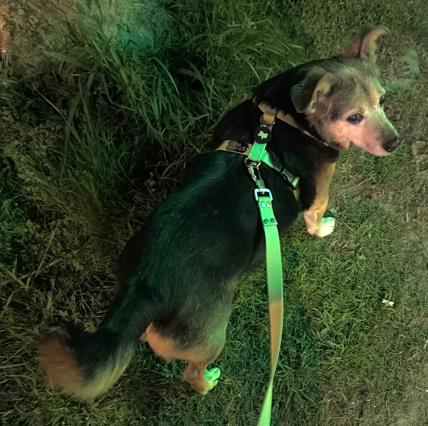 Customer photo review of Arnes H Antitirones Pets Club Confort