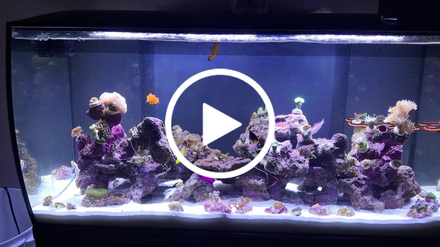 Customer video review of Coral Essentials CVE+