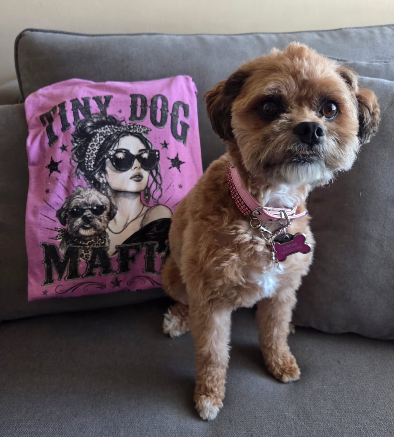 Customer photo review of Broodle Griffin V1 - Tiny Dog Mafia™ T-Shirt