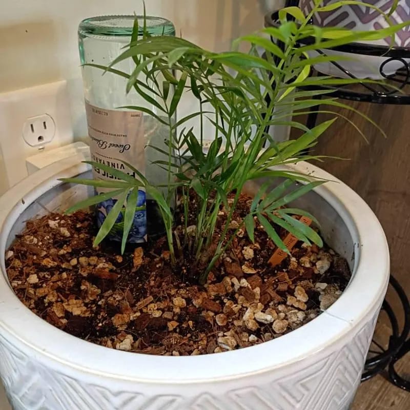Customer photo review of Parlor Palm Indoor Plant - Easy Care Low Light Houseplant - Air Purifier Plant - Chamaedorea Elegans - Gift Plant For Housewarming Gift