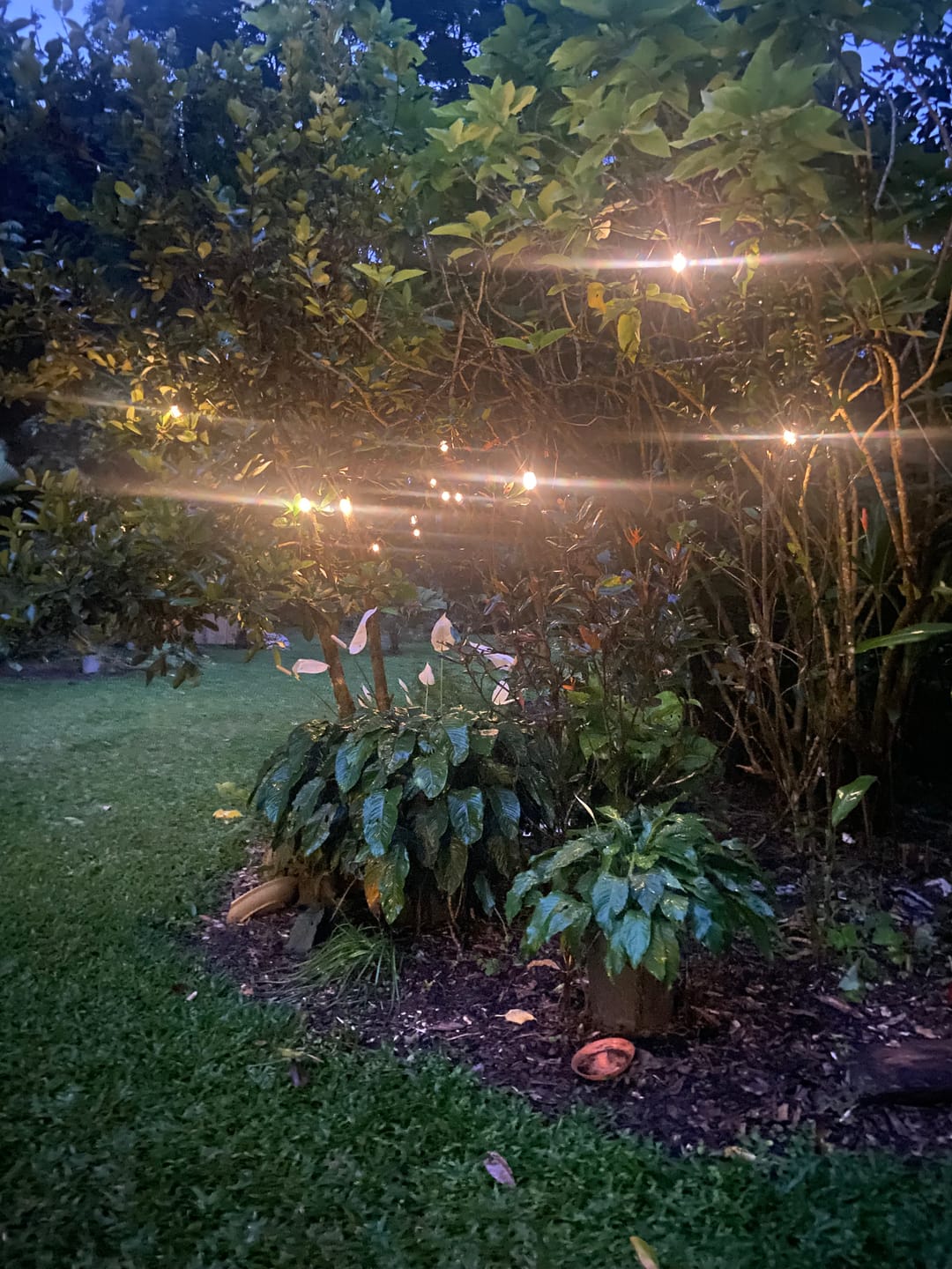Customer photo review of SolaGarden™ Festoon Lights