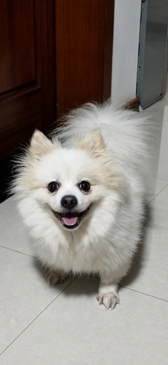 Customer photo review of 3D Pet Portrait Sculpting Crystal Night Light
