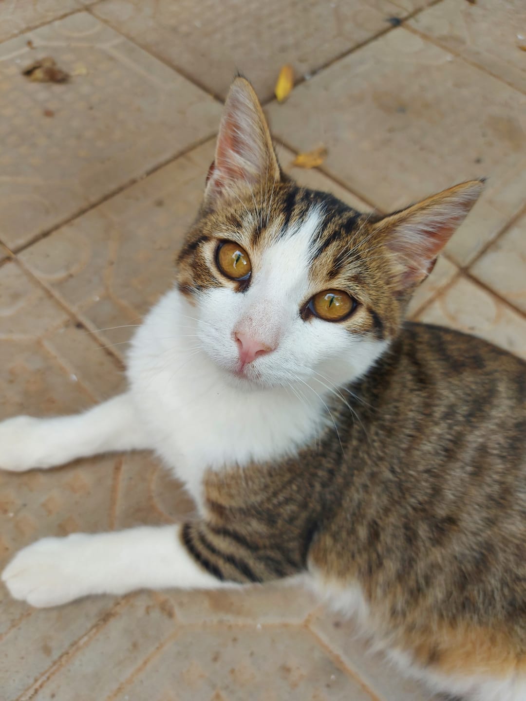 Customer photo review of ADTAB GATTI 2-8kg (6cpr) - Libera il Tuo Gatto da Pulci e Zecche