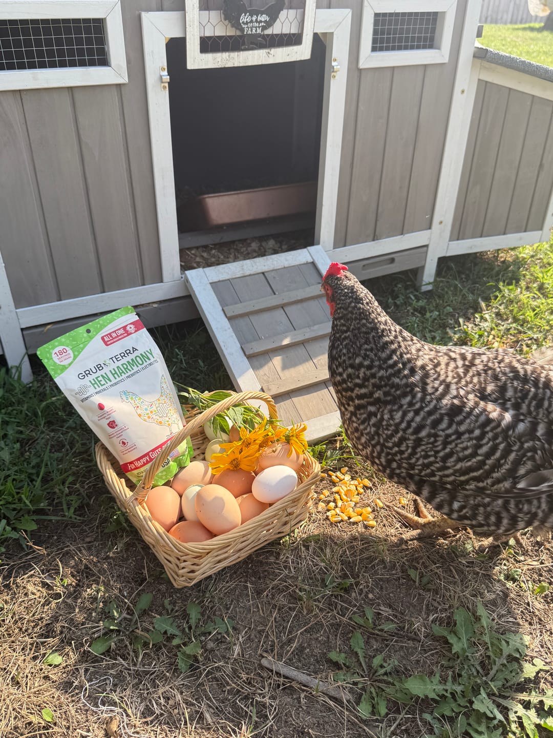 Customer photo review of Hen Harmony. The Daily All In One Supplement for Flock Resilience