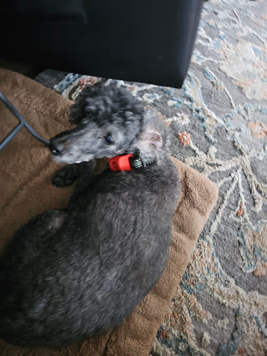 Customer photo review of FurLife™ 12 Months Flea and Tick Free