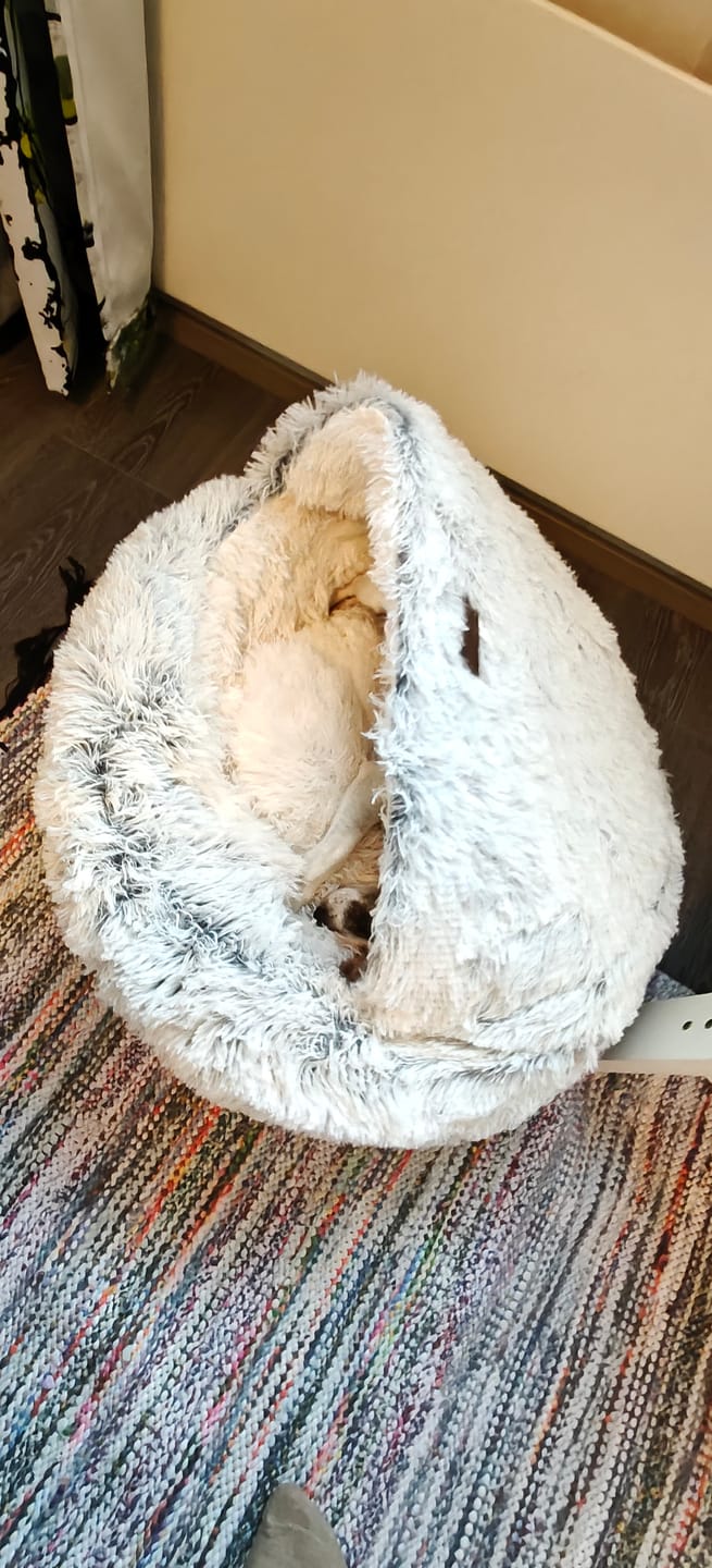 Customer photo review of CozyCave™ rauhoittava luolapeti koirille