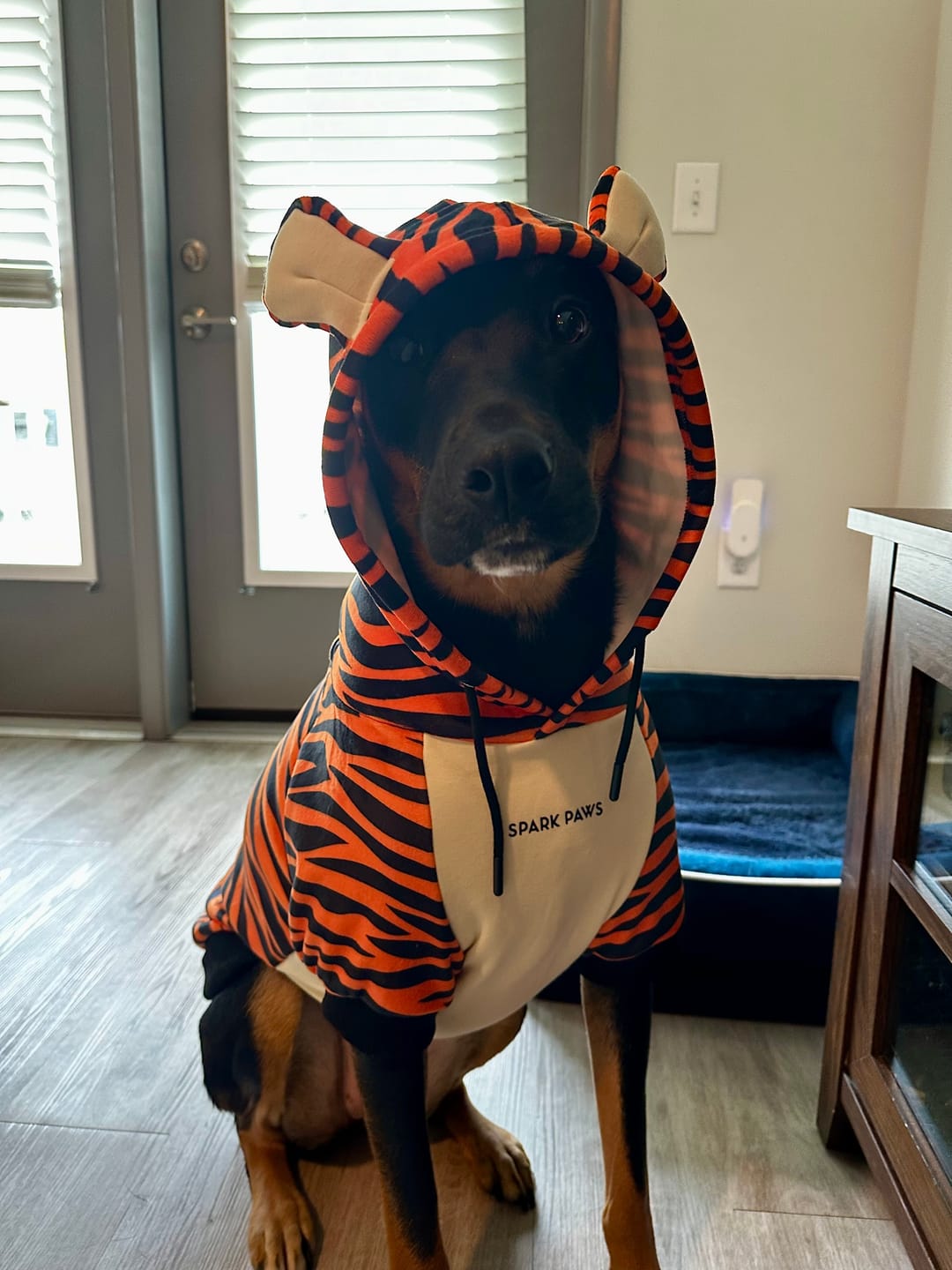 Customer photo review of Halloween Dog Hoodie - Tiger