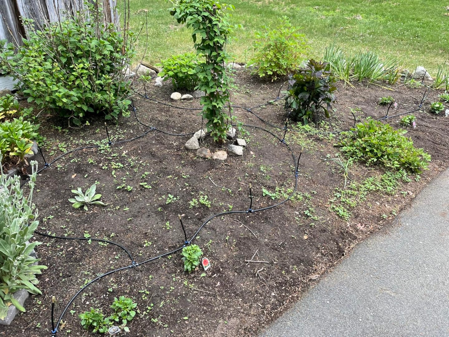 Customer photo review of HydraMist - 360 Flexible Garden Irrigation Kit