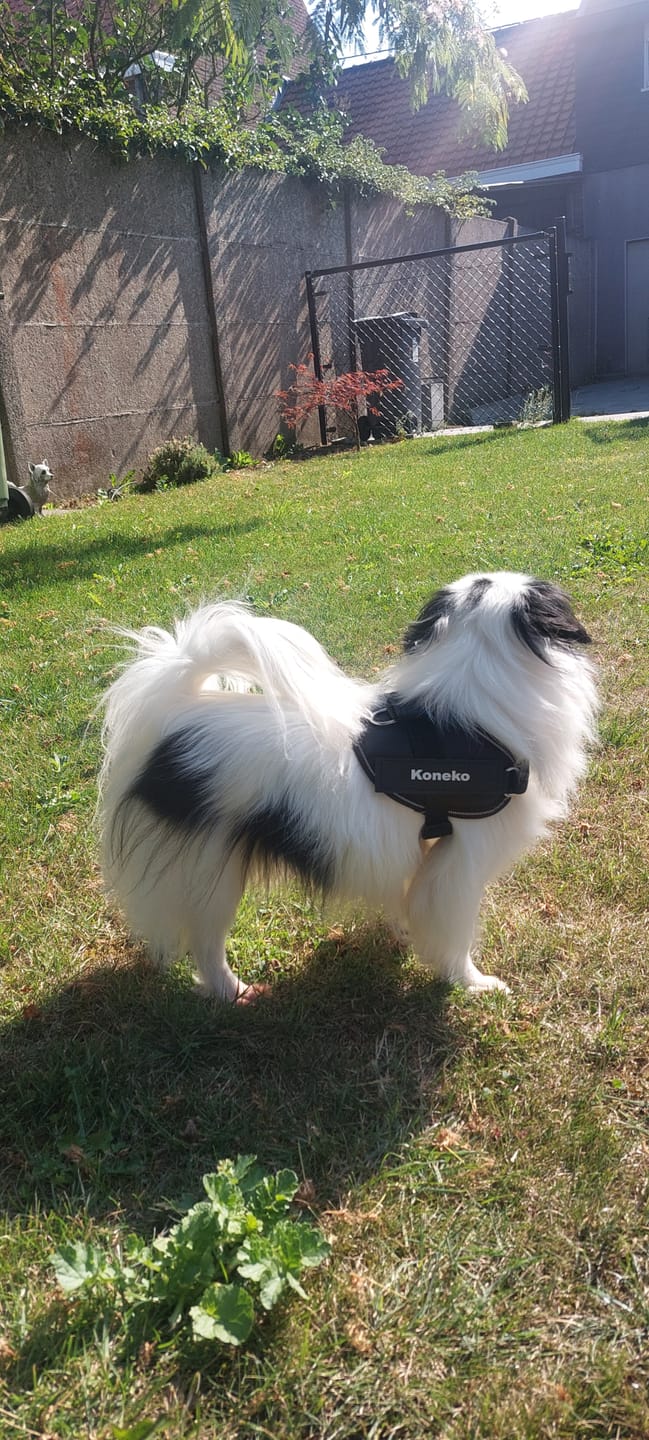 Customer photo review of PawGuard - Gepersonaliseerd Hondentuigje