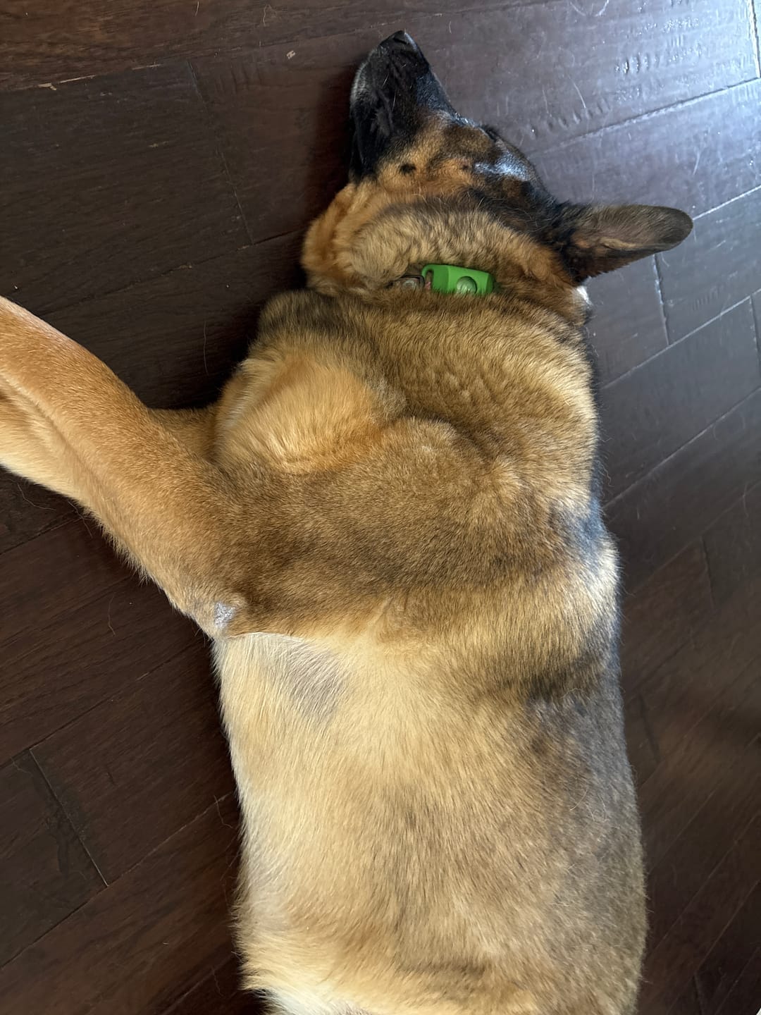Customer photo review of FurLife™ 12 Months Flea and Tick Free