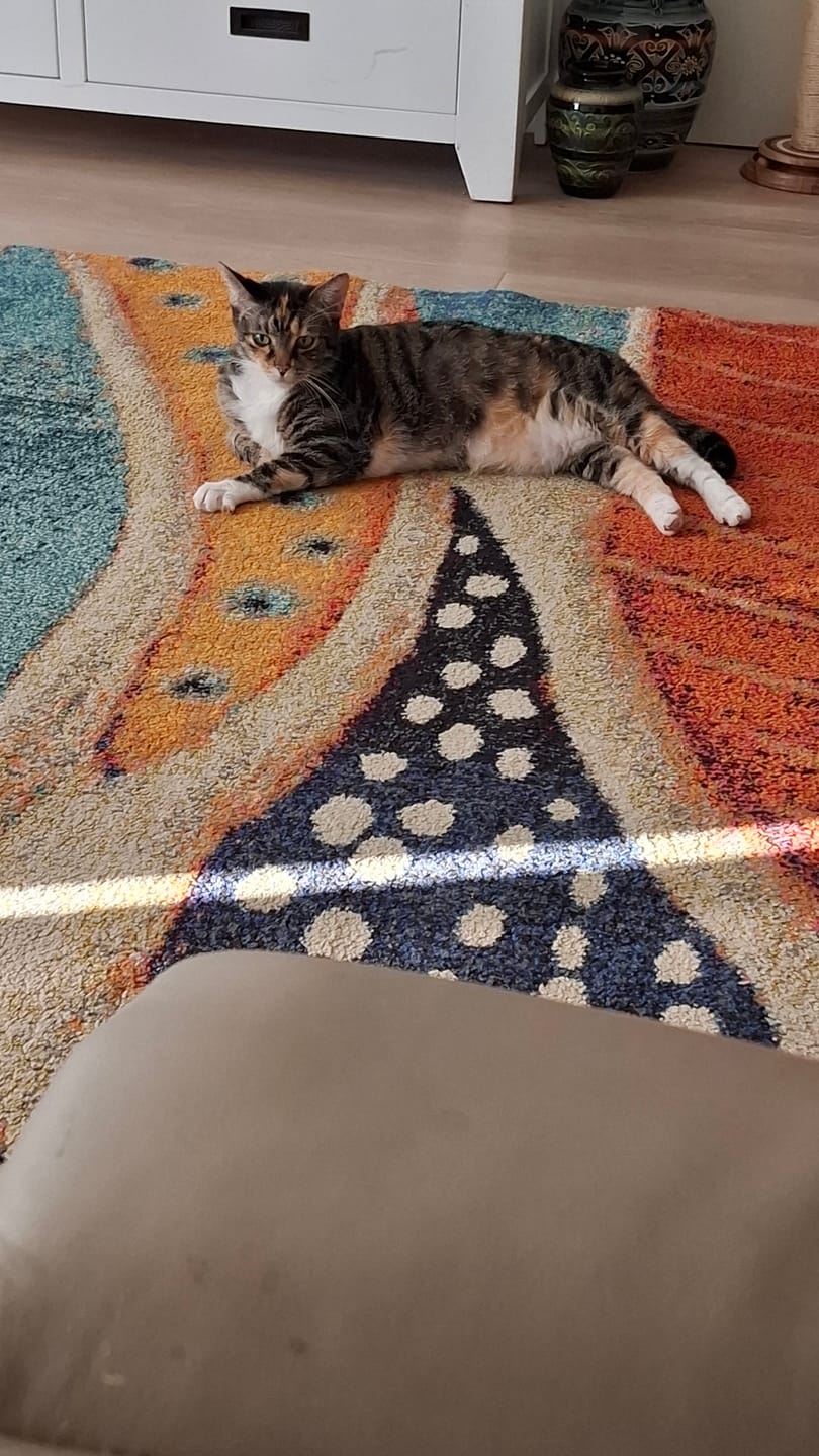 Customer photo review of Fit Litter