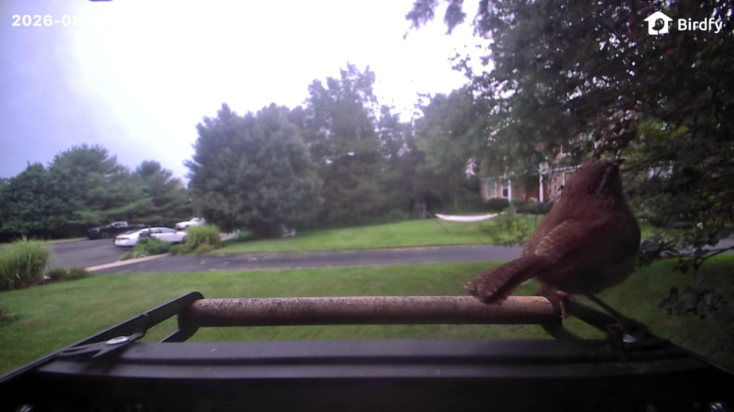 Customer photo review of Birdfy Feeder Metal 2 4K - Smart Bird Feeder with Camera
