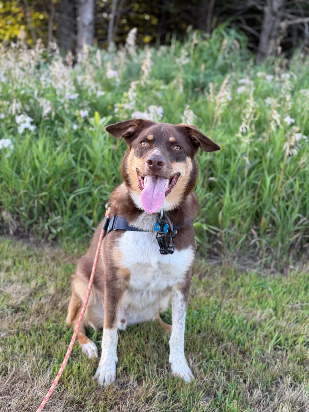 Customer photo review of FREE Mystery Dog Gift