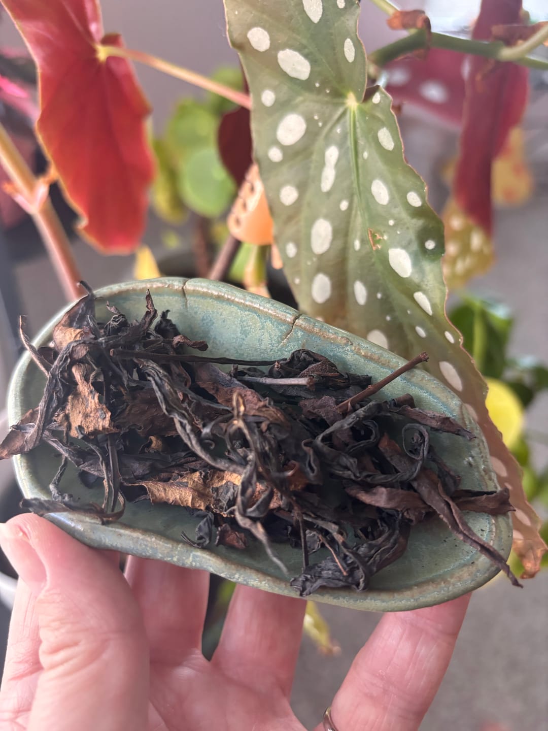 Customer photo review of 2009 Liu Bao Smoked Dark Tea