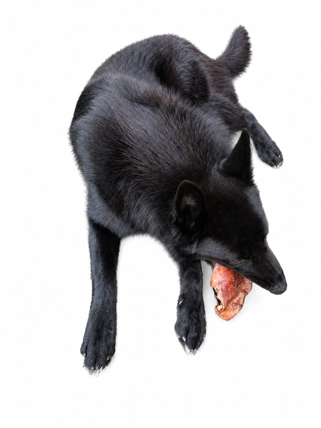Customer photo review of Tráquea de cerdo para perros (2 unidades)