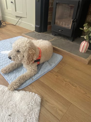 Customer's dog wearing the bright orange Extra No-Pull Harness while lying on a blue cooling mat indoors.