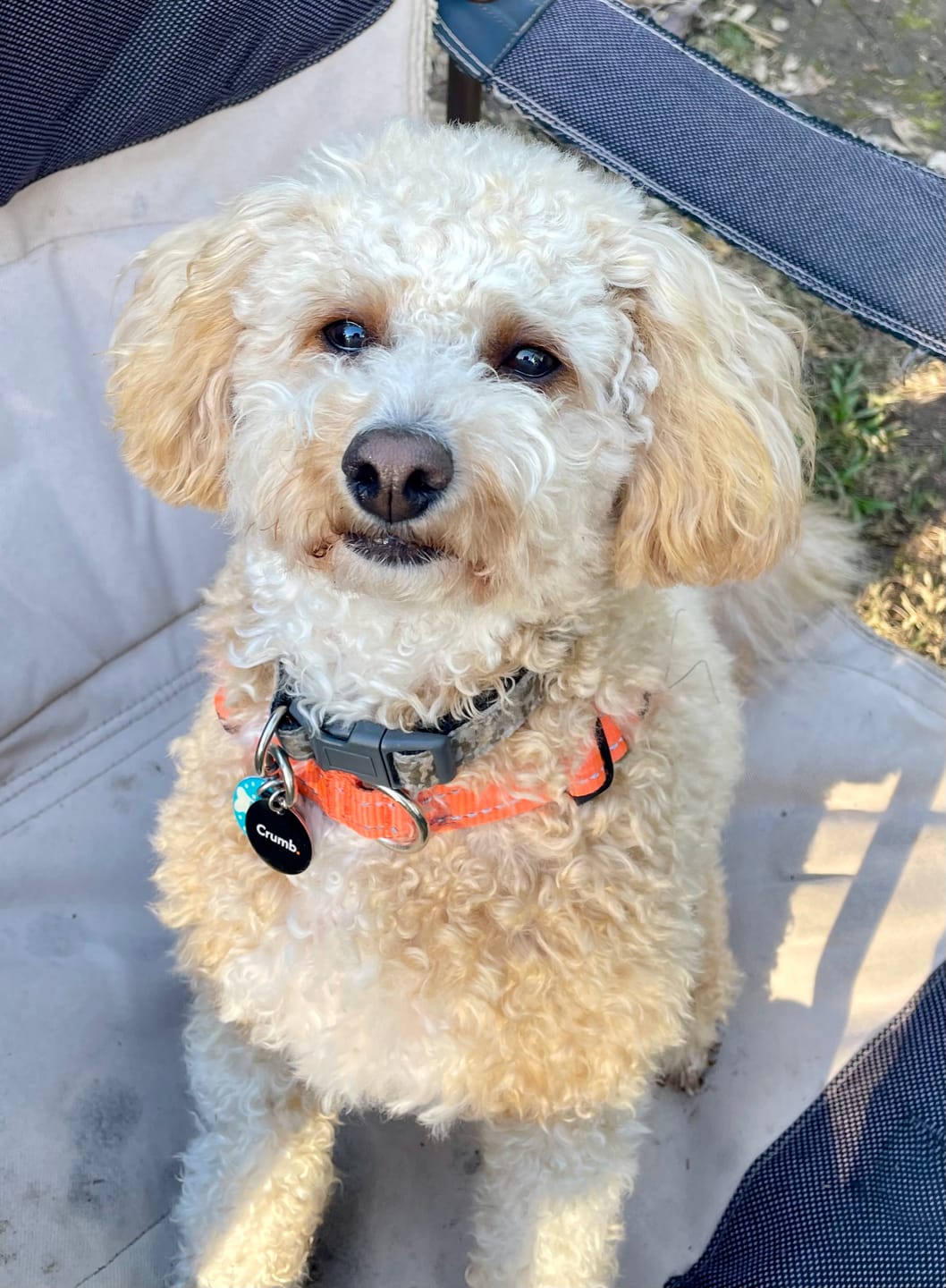Customer photo review of The Guide to Getting Your Dog Back