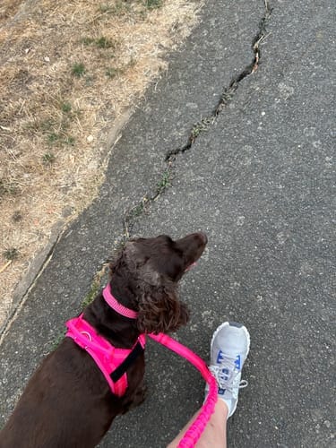 Customer photo review of Harnais anti-traction Aquelie