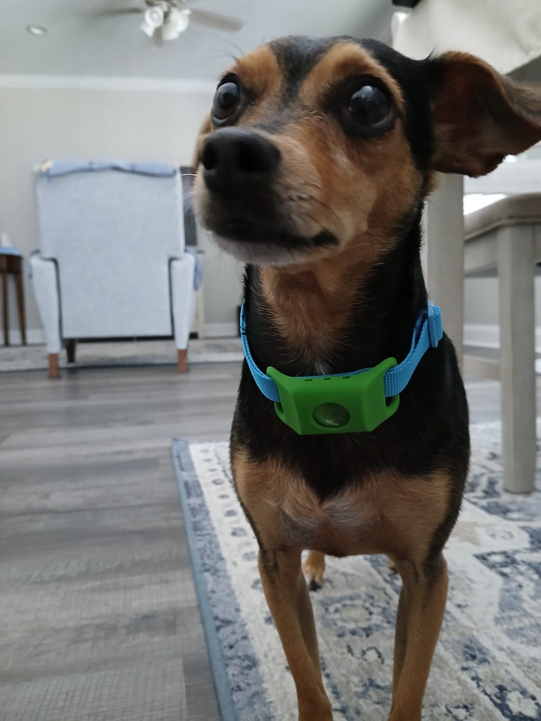 Customer photo review of FurLife™ 12 Months Flea and Tick Free