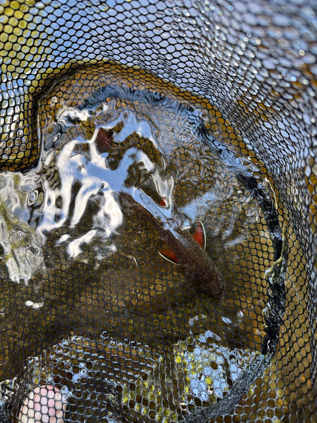 Customer photo review of Collapsible Insta-Net
