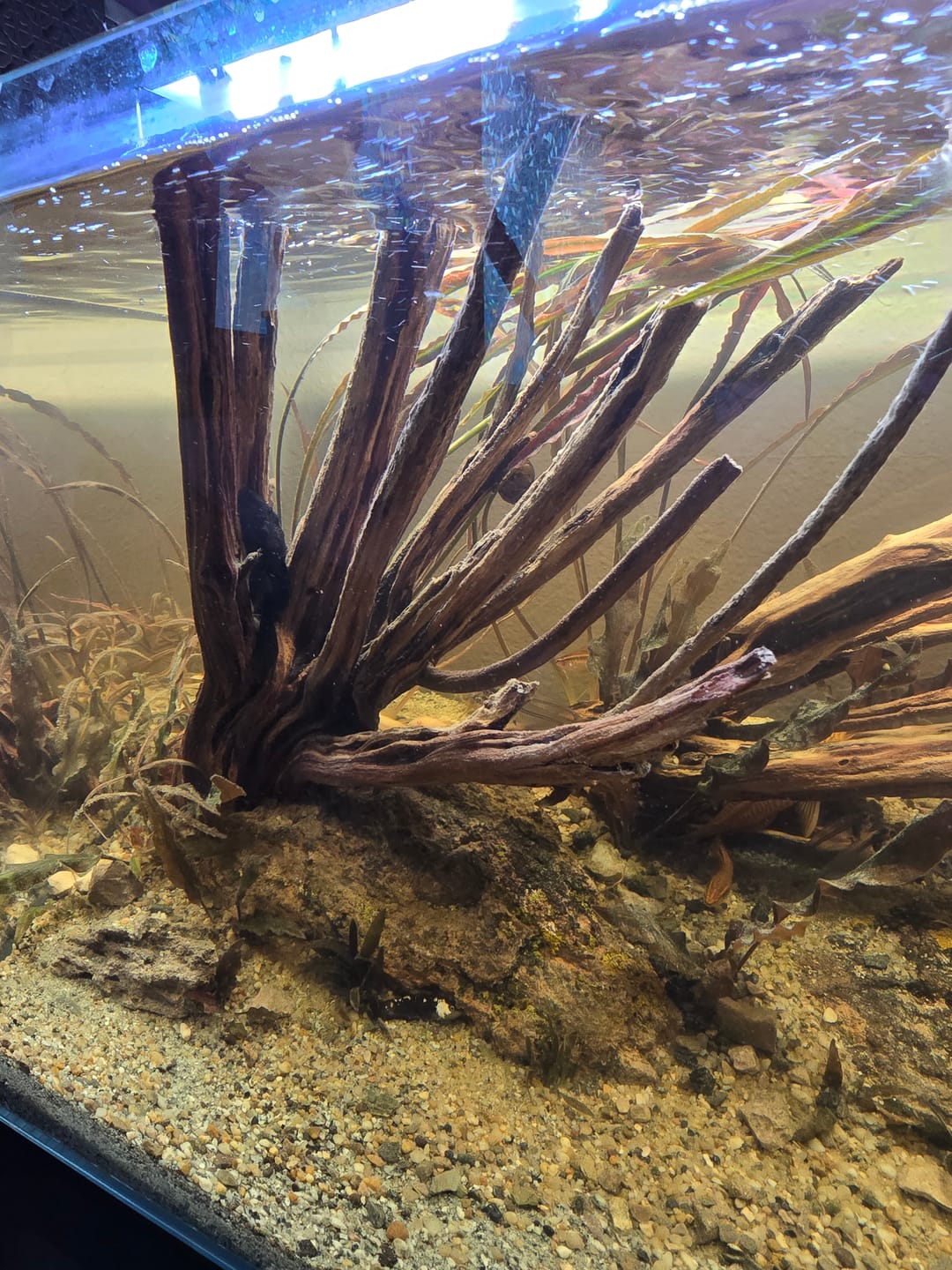 Customer photo review of WIO - Tan Savage Riverbed