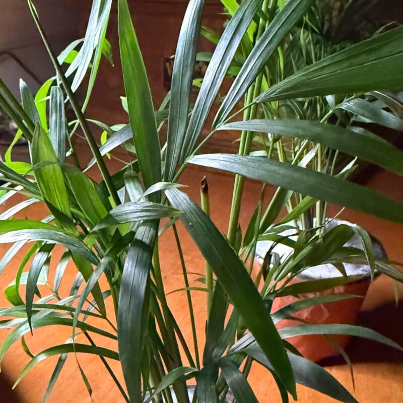 Customer photo review of Parlor Palm Indoor Plant - Easy Care Low Light Houseplant - Air Purifier Plant - Chamaedorea Elegans - Gift Plant For Housewarming Gift