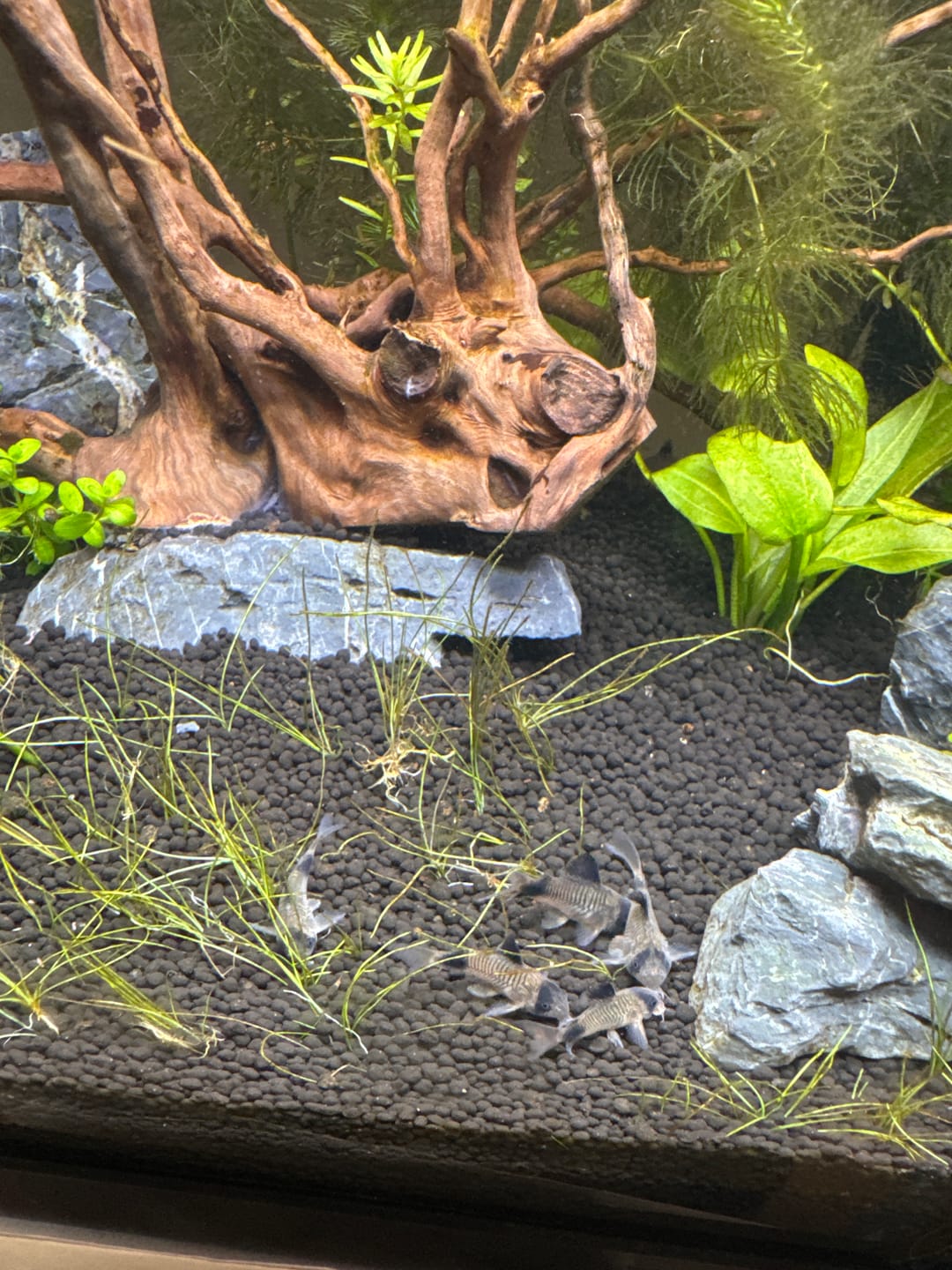 Customer photo review of Panda Cory Catfish