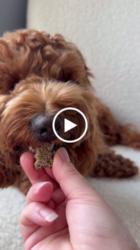 Customer video review of Banana Bread Teddy Bear Soft Treats