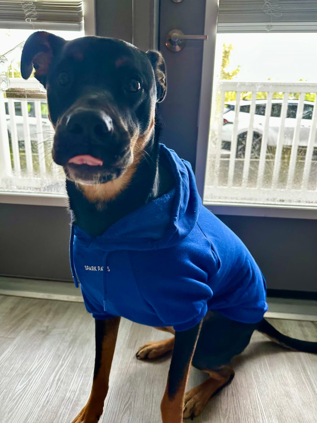 Customer photo review of Essential Dog Hoodie - Midnight Blue