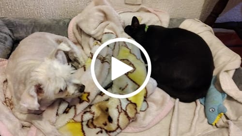 Reseña con vídeo de un cliente sobre Cama Ortopédica para Perros