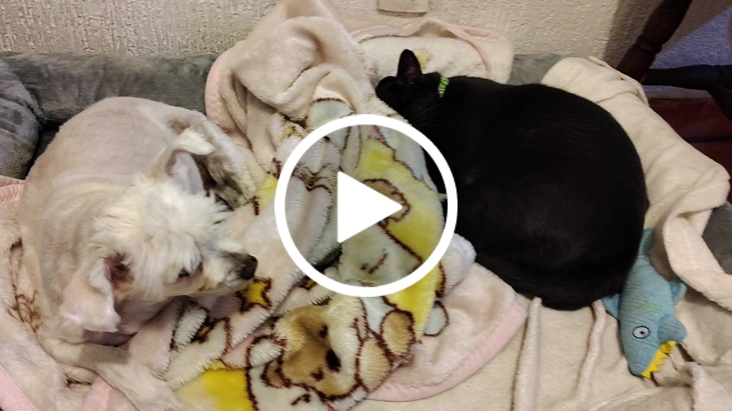 Customer video review of Cama Ortopédica para Perros