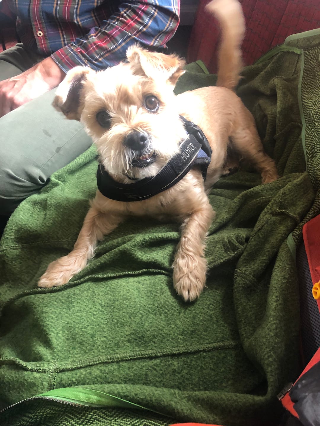 Customer photo review of Dog Duo Pack