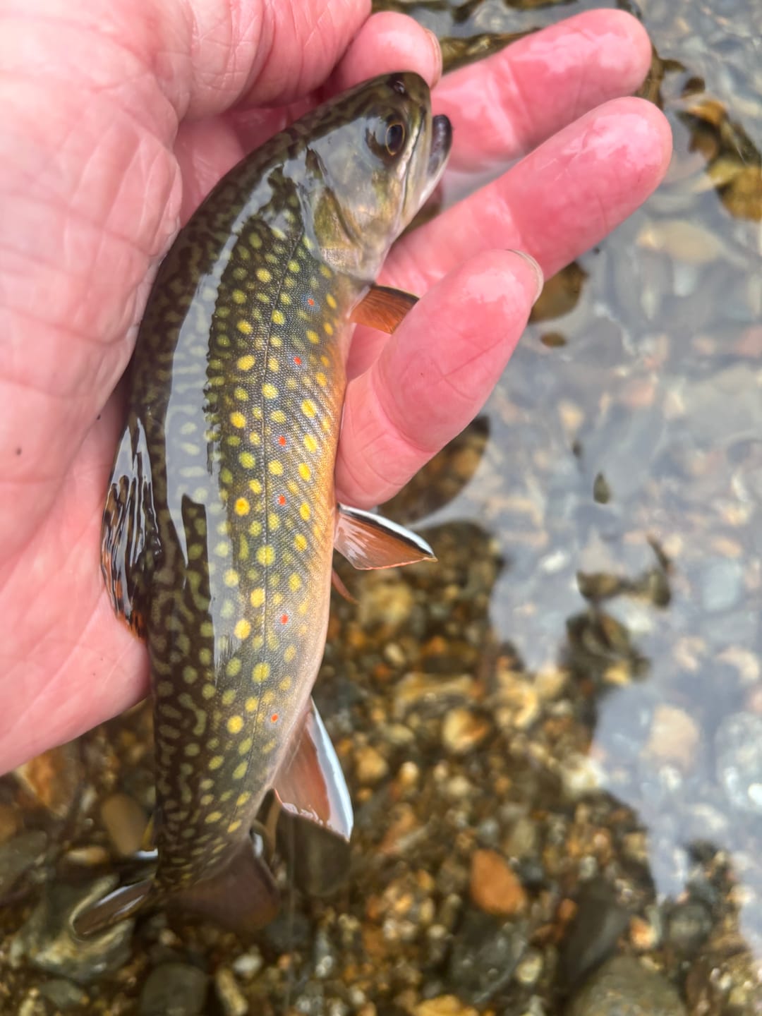 Customer photo review of Echo Carbon XL Fly Rod