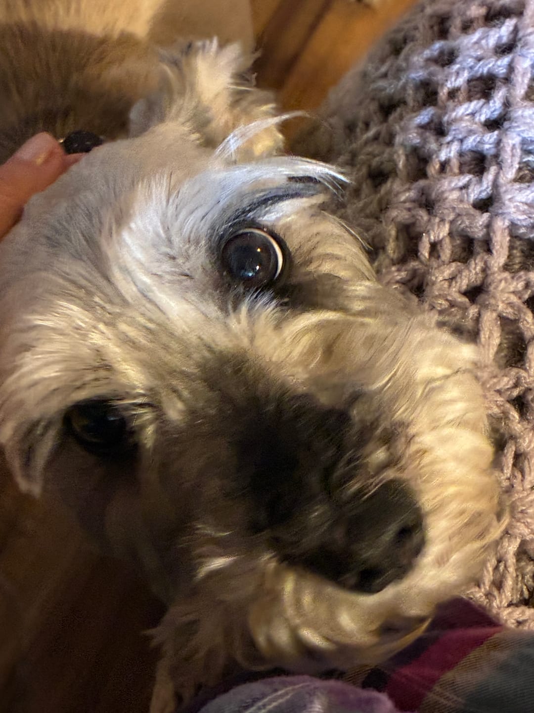 Customer photo review of K9 Belly Bliss