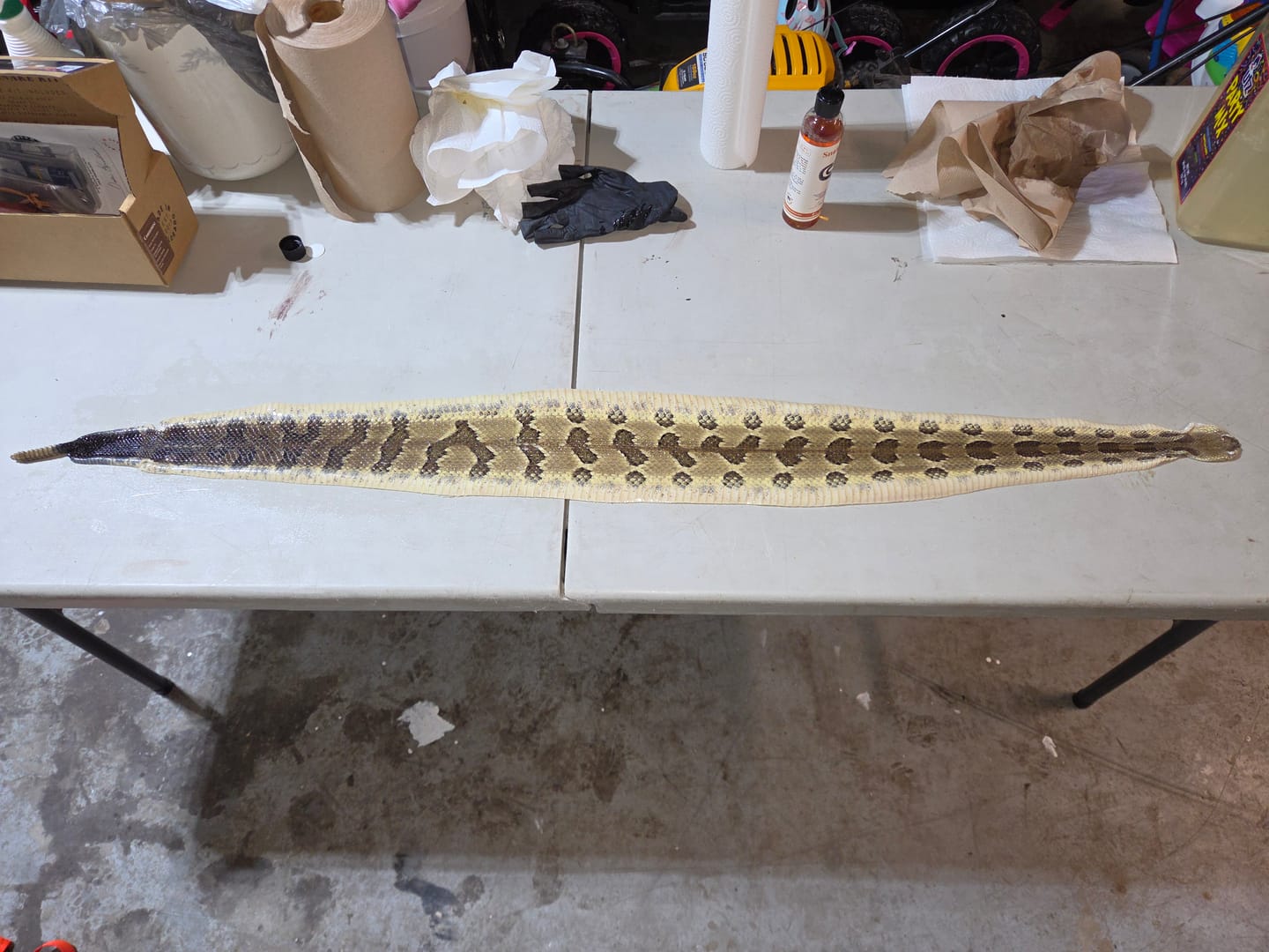 Customer photo review of Tan-a-Snake