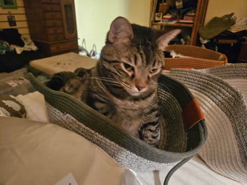 Customer's tabby cat sitting comfortably in an Instinct Basket, a green woven fabric cat bed.