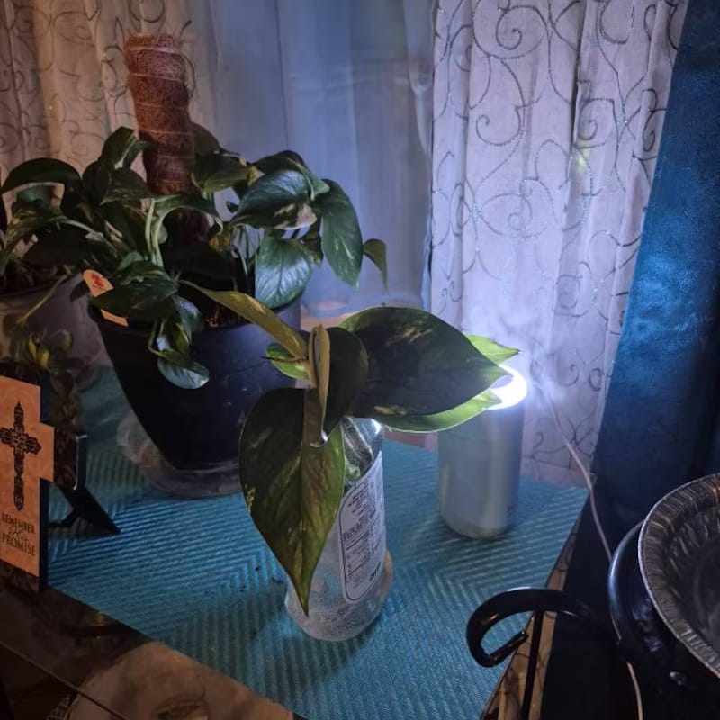 Customer photo review of Golden Pothos Cuttings - Easy Care Gift Houseplant - Low Light Indoor Plants - Green Hanging Vines Pothos Plant - Office Plants