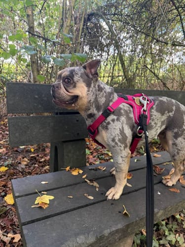 Customer's Anti Pull Hurricane Harness, in vibrant pink, worn by a mottled French Bulldog on a park bench.
